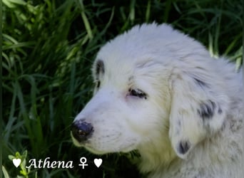 Apollo und Athena suchen ein Zuhause