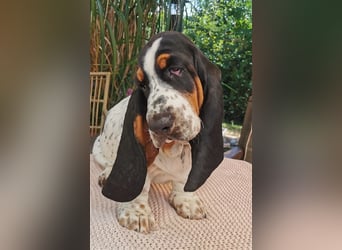 Basset Hound Welpen