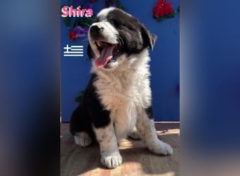 Shira,geb.02/25,pütziges Hundemädchen sucht ihre Familie