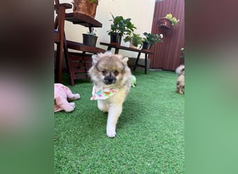 Bonnie SR - Spitz-Prinzessin sucht ihr Für-immer-Zuhause