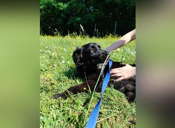 junger Jamie sucht ein Zuhause oder Pflegestelle, Retriever Mischling, Junghund