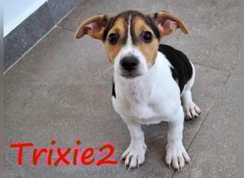 Trixie2 geb. 04/2025 (GRC) - verspielte, zuckersüße kleine Welpin!