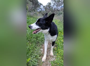 Baloo sucht ein liebevolles Zuhause