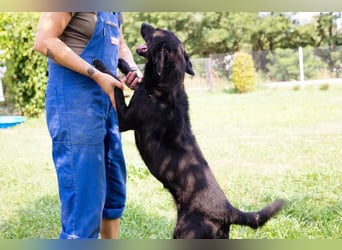 Gonza – Bewegungs-Fan sucht Nähe