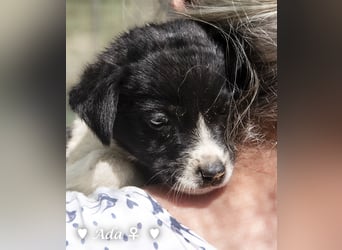 Ada, Andrea, Annie, Anton, Albert und Argos  suchen ab Mitte November ein Zuhause