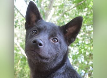 Shora - süße, tolle, junge Hündin die uns Mensche sehr mag