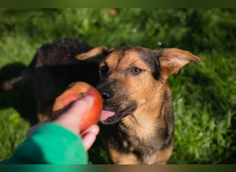 STINA - die aufgeweckte Junghündin liebt es zu spielen und zu kuscheln