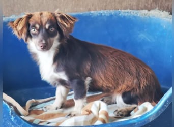 Alena, Dackel/ Chihuahua Mix, geb. 2024, sensible Junghündin sucht Zuhause