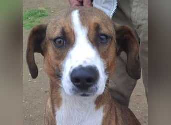 Terry - ein Herz auf 4 Pfoten sucht seine Familie