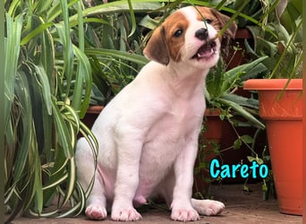 Careto 02/2025 (ESP) - verspielter, kleiner Podenco-Bodeguero Mix Welpe!
