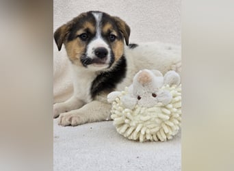 Nathan, einer von 7 süssen Hundebabys