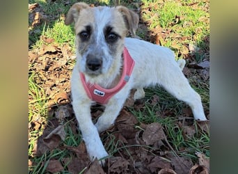 Sora, kleines Hundekind sucht eine Familie