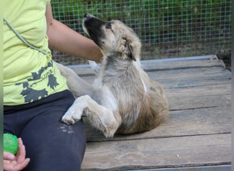 Gut gelaunter FRITZI ist ein charmanter und lustiger Hundebub