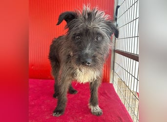 ❤️ gute Hundeseele FICKO - 1,5 Jahre, 35cm - Schnauzer-Mix