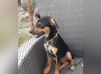 Hundewelpe Leno