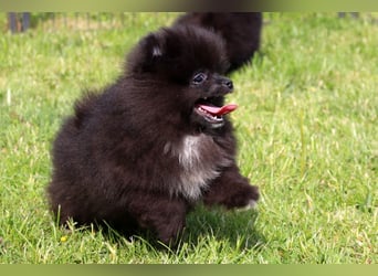 Zwergspitz Pomeranian Welpen in verschiedenen Farben mit Papieren