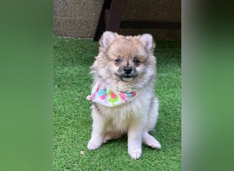 Bonnie SR - Spitz-Prinzessin sucht ihr Für-immer-Zuhause