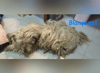 Blanquito1 03/2023 (ESP) - sanfter und liebevoller, kleiner Malteser-Mix!