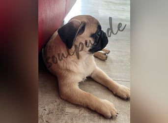 Mops 2.0 Welpen, Rüde, 13 Wochen, Ahnentafel CfdM / VDH / FCI