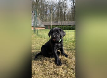 Wunderschöner Golden Retriever - Labrador Mix Welpe