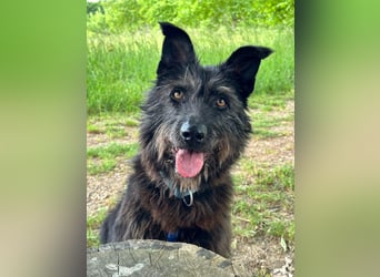 Lotte, zauberhafte Dame sucht ihren Menschen