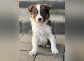 Border-Collie Rüde SKYE