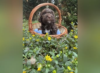 Lagotto Romagnolo / Wasserhund/ Trüffel Suchhund