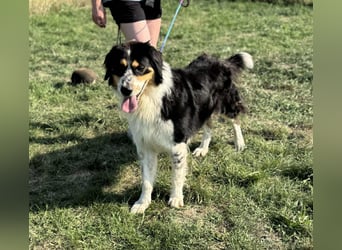 Max, geboren 27.06.2022, 65cm sucht ländliches Zuhause