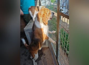 Nanook, freundlicher und aktiver Beagle, geb. 03/2022