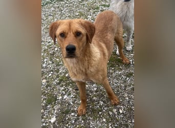 Valor, geb. ca. 05/2024, lebt in GRIECHENLAND, auf einem Gelände, auf dem die Hunde notdürftig verso