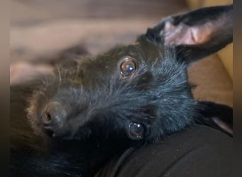 LILLIE❤️zarter, kleiner Sonnenschein wartet bereits in 16766 Kremmen auf ihren Für-Immer-Menschen