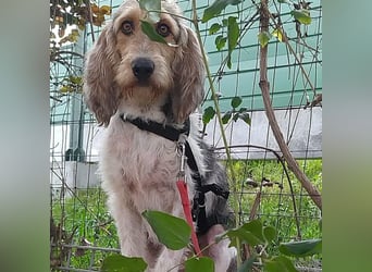 Elly - HAT  INTERESSENTEN- vorsictige Prinzessin sucht ihre erfahrenen Menschen mit Geduld und Liebe