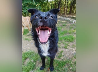 Verspielter ELVIS- sucht Zuhause für immer
