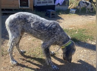 Nadine-liebe, verträgliche Setter-Mix-Hündin sucht ihre Familie