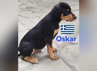 Oskar, 01/25 - Schlappohr sucht Wirkungskreis