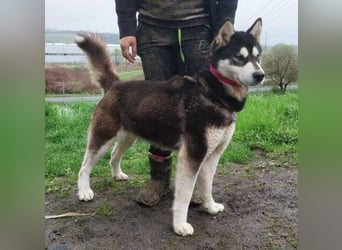 Luna, Husky Mischling