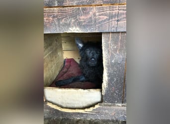 Priska: Für Menschen mit Herz und Hundeverstand
