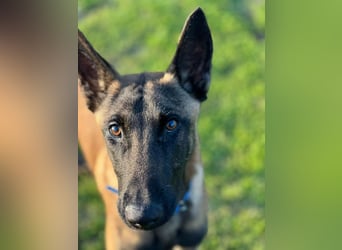 Salva, perfekter Malinois der einfach nur gefallen will