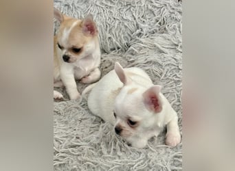 Chihuahua Rüden 9 Wochen alt mit Ahnentafel
