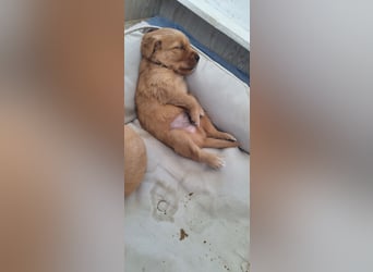 Golden Retriever Welpen