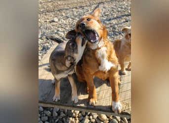 Spielen und Kuscheln - dafür ist Zuckerbub DARIO immer zu haben