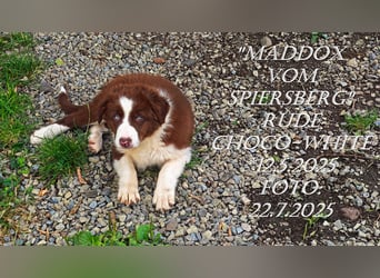 Border Collie-Welpen , black-,choco-,red-white und red-merle
