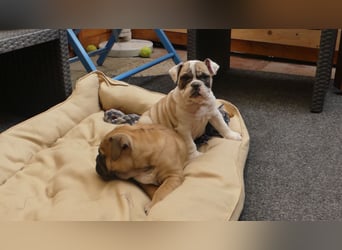 Freiatmige Bulldoggenwelpen Abgabebereit