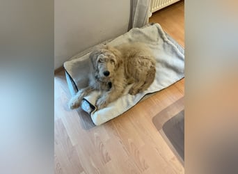 Goldendoodle Welpe
