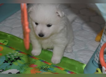Japan Spitz Welpe