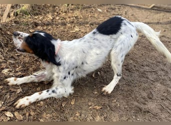 Milo - freundlicher Setter sucht sein Für-immer-Zuhause