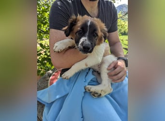 Roy Welpe Epagneul Breton / Schäferhund Mischling Rüde Junghund sucht Zuhause