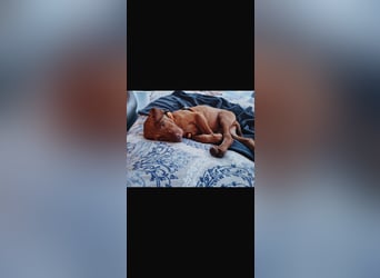 Magyar Vizsla Welpen in Erwartung