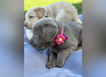 Labrador Welpen  Hündin Silber  Mädchen Silber