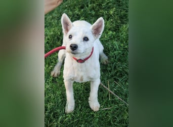 **RESERVIERT** Egres-PP, kleine Westie-Lady wünscht sich schönes Zuhause